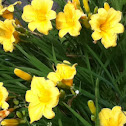 Daylily