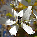 Long-horned Beetle