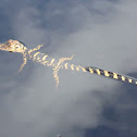 American Alligator