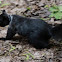 Black Eastern Gray Squirrel