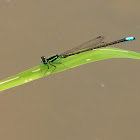 Eastern Forktail damselfly (male)