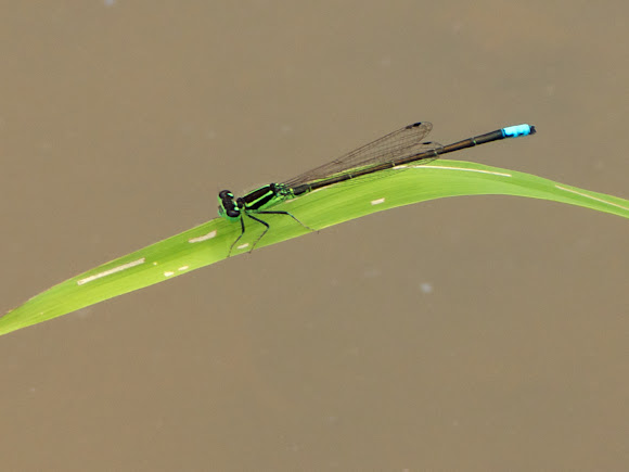 Spotting Image 1