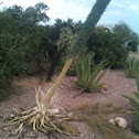 Octopus Agave
