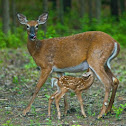White-tailed Deer