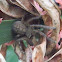 Huntsman Spider