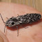 Eyed Click Beetle