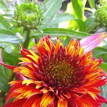 San Francisco bay Area Flora