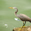 Western Reef Egret