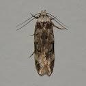 White-shouldered House Moth