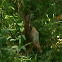Eastern Cottontail