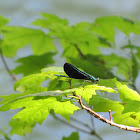 Ebony jewelwing