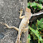 Oriental Garden Lizard