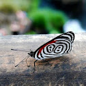 88 Butterfly