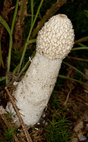 Spotting Image 1