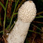 Common stinkhorn