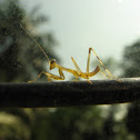 Praying mantis