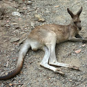 Kangaroo