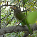 Brown Headed Barbet