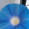 Morning glory