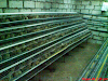 Vendo Instalacion Para Codornices De Postura