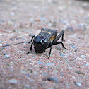 Field cricket
