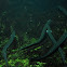Eel