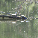 Painted Turtles