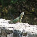Iguana común