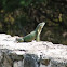 Iguana común