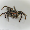 Jumping spider (female)