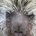 North American Porcupine