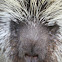 North American Porcupine