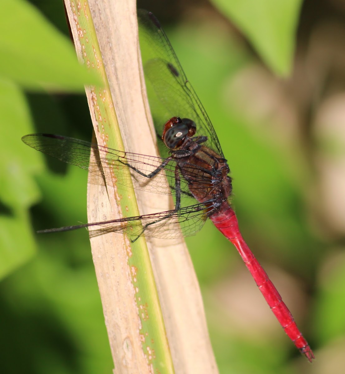 Fiery Skimmer Dragonfly