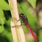Fiery Skimmer Dragonfly