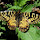 Butterflies and Moths of Croatia