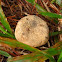 Puffball Mushroom