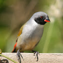 Swee Waxbill