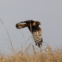 Northern Harrier