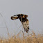 Northern Harrier