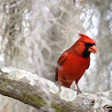 Northern Cardinal