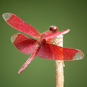 Fulvous Forest Skimmer