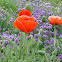 Poppy