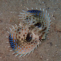Oriental flying gurnard