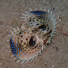 Oriental flying gurnard