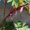 Old Fashioned Bleeding Heart