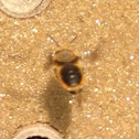 Mason bee