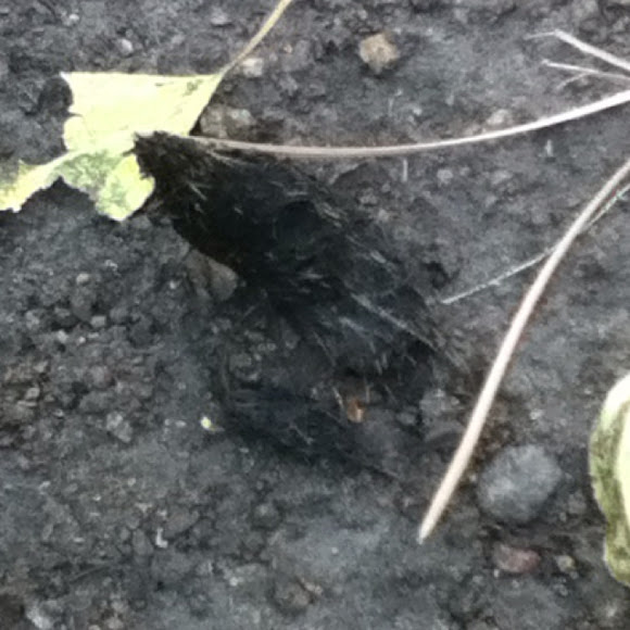 Spotting Image 1
