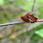 Red Grasshawk, Common Parasol