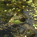 Green Frog
