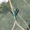 Beautiful Demoiselle